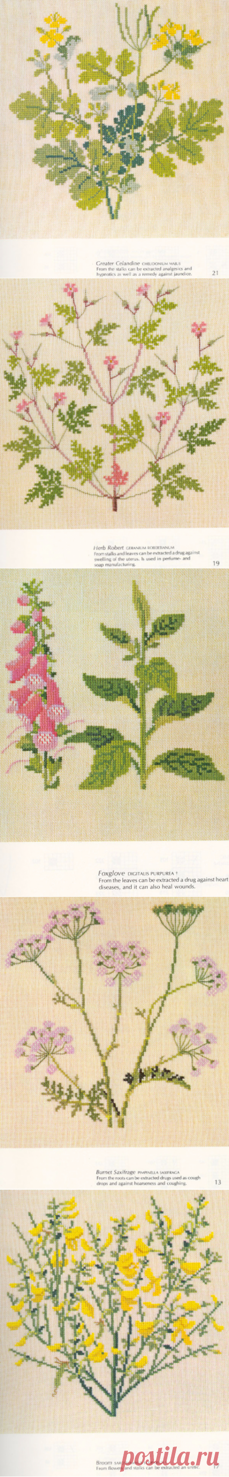 Ботаническая вышивка крестом — схемы вышивок на тему "Полевые цветы"