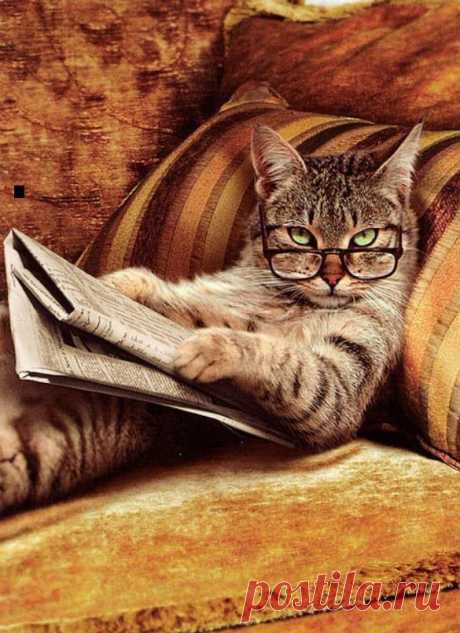 Cat Reading Newspaper | Funny cats