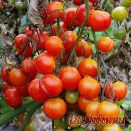 Усадьба | Огородник : Как спасти урожай томатов от фитофтороза?