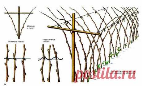 Шпалера для малины.