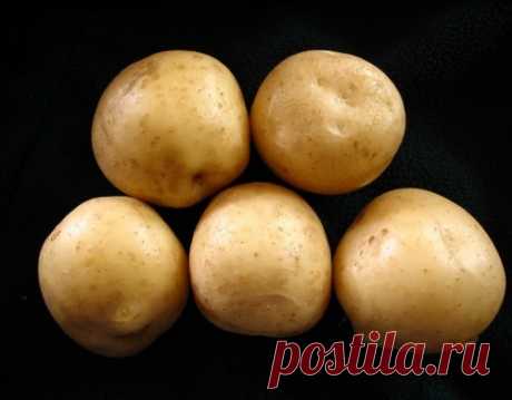 Особенности выращивания картофеля: подготовка и посадка