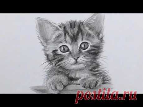 Comment dessiner un chaton