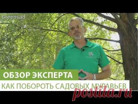 Как побороть садовых муравьев - YouTube