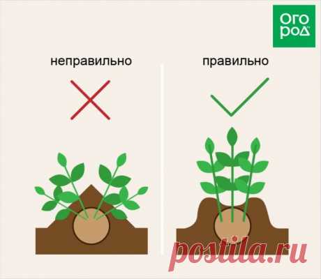 Как правильно окучивать растения на грядках – все &quot;за&quot; и &quot;против&quot; | Почва и плодородие (Огород.ru)