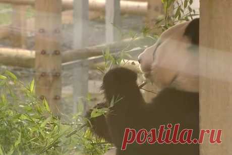 Панды из Великобритании вернутся в Китай вслед за пандами из Вашингтона. Две гигантские панды, переданные Китаем Великобритании в 2011 году, вернутся на родину в декабре. Панды провели свой последний день в вольере на глазах у публики и готовятся отбыть из зоопарка в Эдинбурге в Китай. Панды Ян Гуан и Тянь Тянь прибыли в Шотландию в декабре 2011 года.