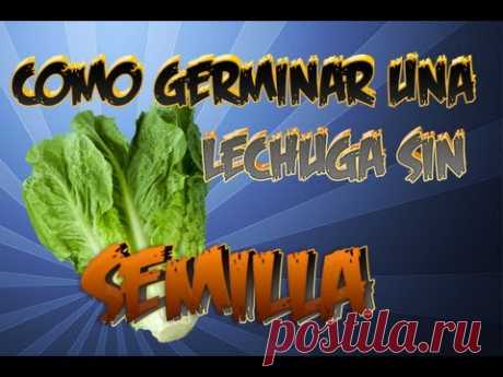 How regrow A Lettuce Seedless || Organic Experiment || The Huertina De Toni