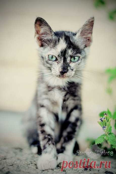 green eyed kitten with a beautiful coat | animals + pet photography #cats