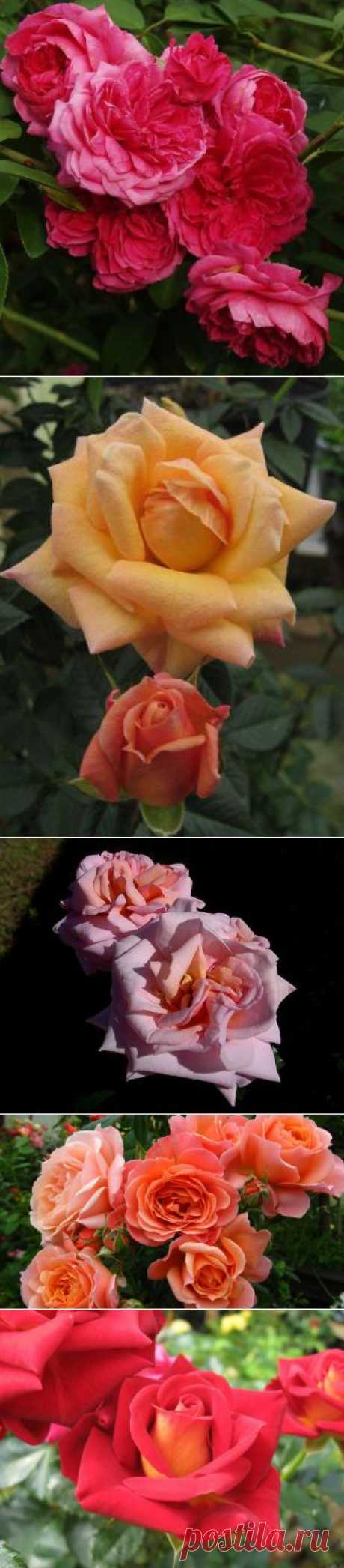 Meet The Biltmore Garden Rose Collection | Fine Gardening