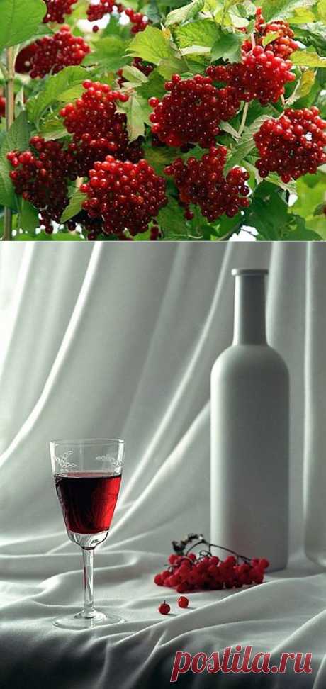 Приготовление вина из калины в домашних условиях | Культура пития