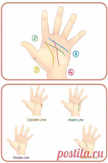 Учимся читать линии на руках.