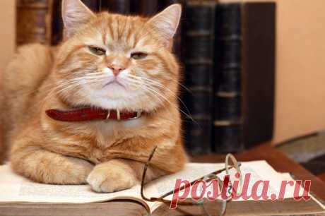 10 Written Lessons Your Cat Can Teach You On Being Happy – Urban Times