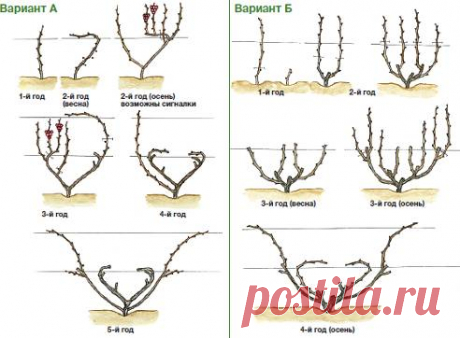 Обрезка винограда осенью для начинающих в картинках пошагово: схемы, видео