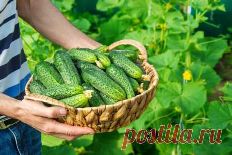 Советы опытных огородников по выращиванию вкусного урожая огурцов | Идеальный огород | Яндекс Дзен