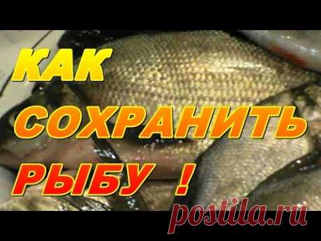 КАК  ХРАНИТЬ  РЫБУ !!! - YouTube