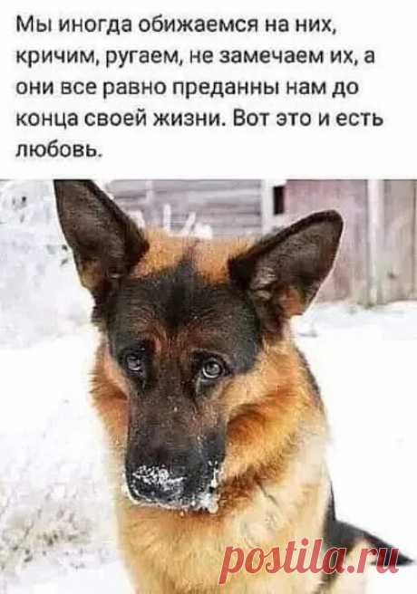 Любовь и верность..