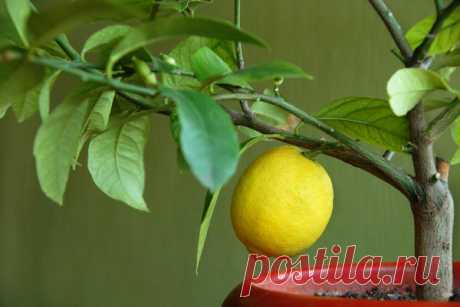 Не навреди! 7 ошибок при выращивании лимона в квартире