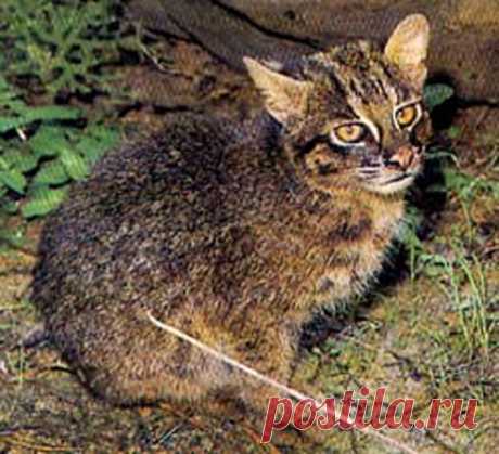 Ириомотейская, или японская дикая кошка (лат. Prionailurus bengalensis iriomotensis). Энциклопедия. Материал для реферата