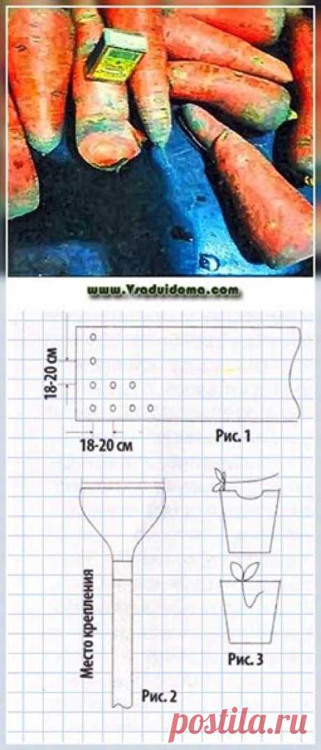Способ посева моркови - советы и отзывы о нем читательницы | Сайт о саде, даче и комнатных растениях.