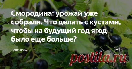 Смородина: урожай уже собрали. Что делать с кустами, чтобы на будущий год ягод было еще больше? Сегодня хочется поговорить о правильном уходе за смородиновыми кустами после плодоношения: это будет залогом ваших будущих рекордных урожаев. Всего пять шагов, выполненных в период с конца июля до октября – и вы с уверенностью сможете смотреть в «завтра»: кусты вас точно не подведут!