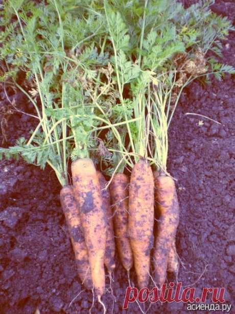 Сеем морковь с... кофе!: Группа Практикум садовода и огородника