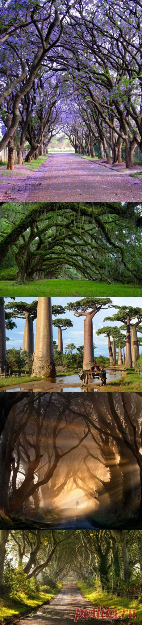 Удивительное рядом... Самые великолепные деревья в мире - Фотопанорама