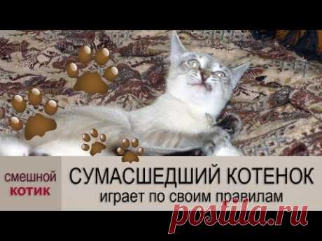 Смешные котики иногда становятся сумасшедшими…