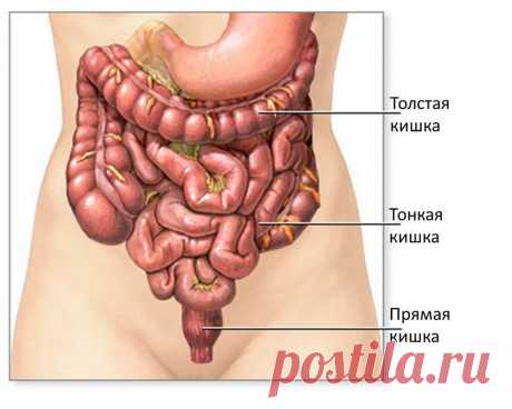 Картинки «Анатомия» (36 фото) ⭐ Забавник