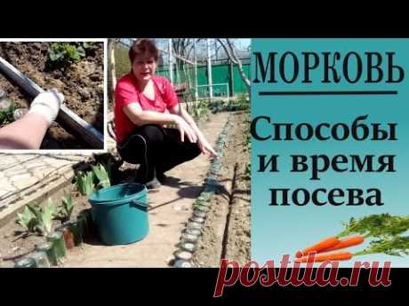 Как посеять морковь. Способы посадки семян моркови в открытый грунт.