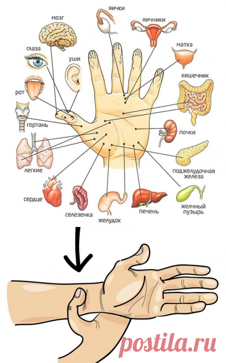 Надавите точку на запястье. Волнение вмиг пропадет