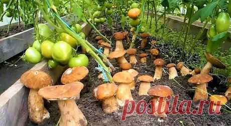 Выросли грибы что делать Огород Сад - Журнал полезных советов