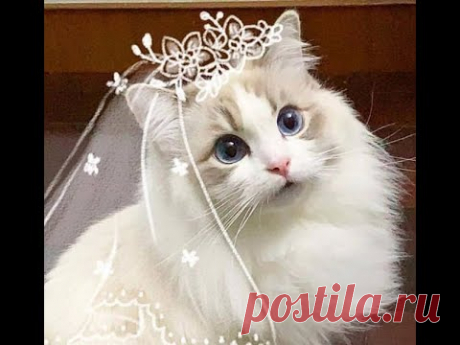 Фантастически смешные кошки! Подборка приколов с котами, кошками и котятами - YouTube