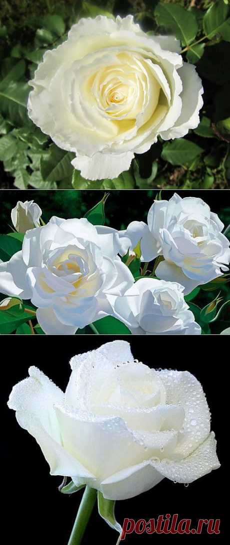 Лучшие фотографии белых роз, картинки с белыми розами