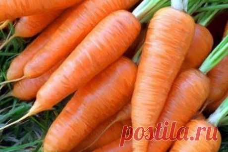 Эффективный способ посадки моркови