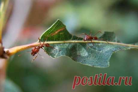 Способы борьбы с садовыми муравьями — Домашние
