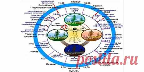 Биологические часы организма человека по часам работы Биологические часы организма человека по часам работы. Как восстановить работу биологических часов? Почему лучше начинать свой день в 6 часов утра? Почему телу нужен отдых именно ночью? Расписание организма человека по часам. Соблюдая эти советы вы будете долго оставаться молодыми, здоровыми и полными сил!