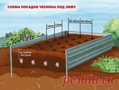 Как подготовить почву под чеснок: деревенская хитрость