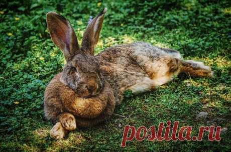 Заяц Кролик Животный Мир - Бесплатное фото на Pixabay