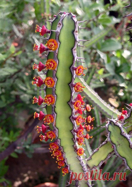 Euphorbia.  Не кактус, а ливрейный служащий.