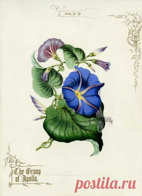 Натюрморты и цветы Jerrard Gems. Старинные принты