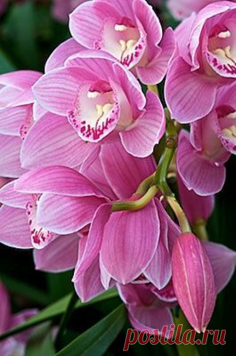 Orchid - By Andy | Beautiful Flowers around the world
