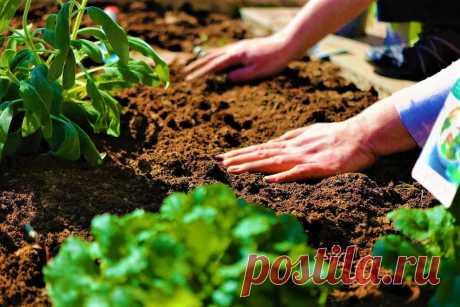 Бесплатный антисептик, почвоулучшитель, мульча, утеплитель растений – универсальное природное средство | GardenLife | Яндекс Дзен