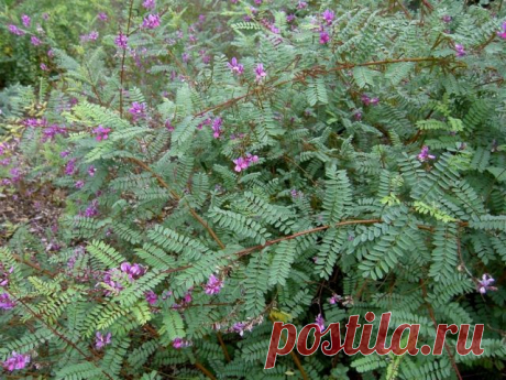 Индигофера (Indigofera heterantha)