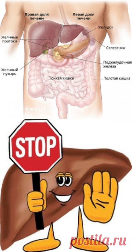 Что полезно для печени и что вредно – это надо знать