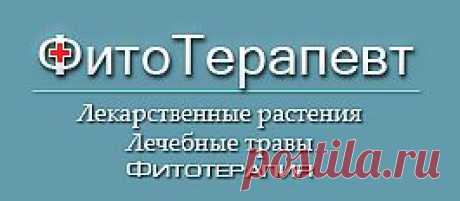 ФитоТерапевт: Вех ядовитый. Описание, состав, свойства, применение и действие растения вех ядовитый. Стебли, листья, цветки – трава и корни веха. Лечение вехом. Препараты веха. Настой и настойка веха. Растение цикута ядовитая