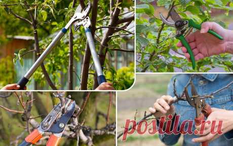 10 садовых изобретений, с которыми проще работать на участке | Садовый инструмент (Огород.ru)