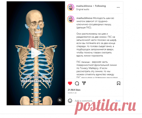 Фитнес тренер Маша Блинова on Instagram: “Молодость шеи во многом зависит от грудино-ключично-сосцевидных мышц (дальше ГКС). Они расположены на шее и разделяются на две ножки. ГКС…”