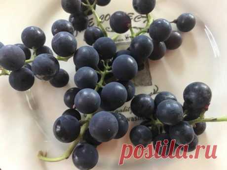 Как вырастить вкусный виноград в Подмосковье: 7 простых секретов