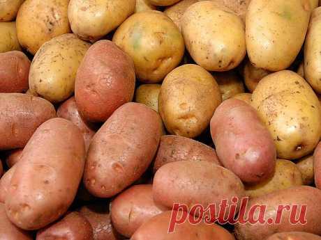 Самые урожайные сорта картофеля | Дачный участок