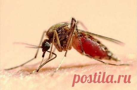8 ароматов против комаров - Факты, интересные факты, познавательные статьи, цифры и новости - facte.ru