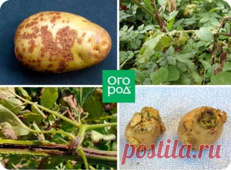 Как отвоевать урожай картофеля у колорадского жука и проволочника